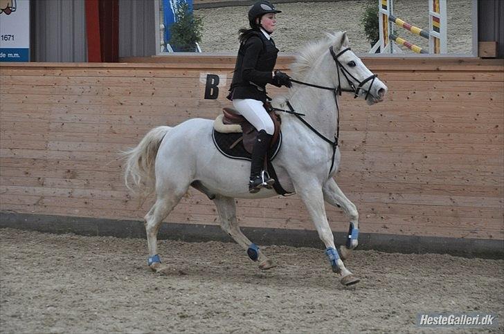 Anden særlig race SILVER - solgt billede 9