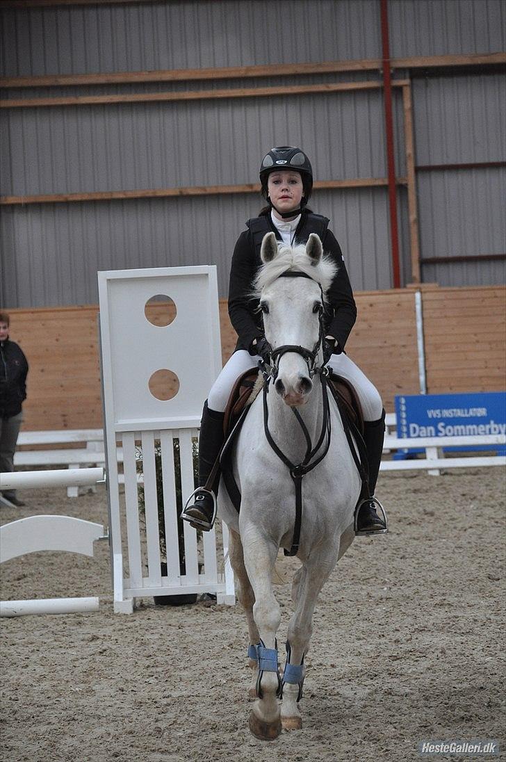 Anden særlig race SILVER - solgt billede 10