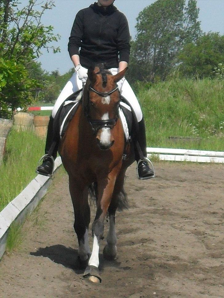 Anden særlig race Sussie *My one and only* - Ribe udv. klubstævne d. 21/5 2011 Foto: Rikke Sørensen billede 8