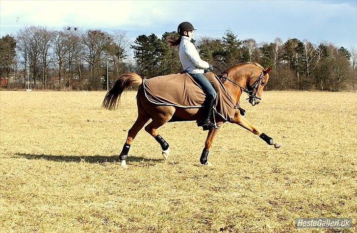 Anden særlig race Sunlight billede 3