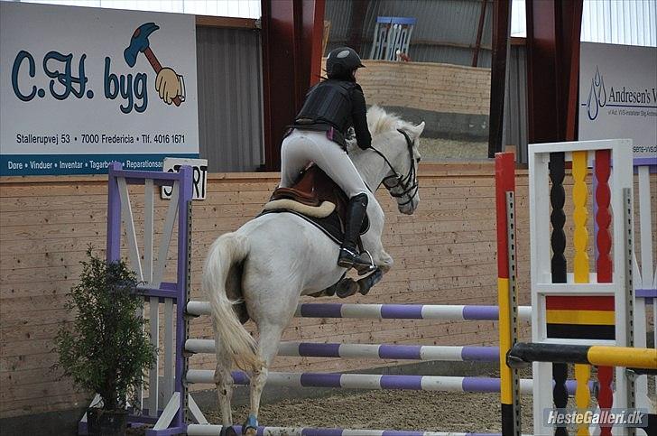 Anden særlig race SILVER - solgt billede 11