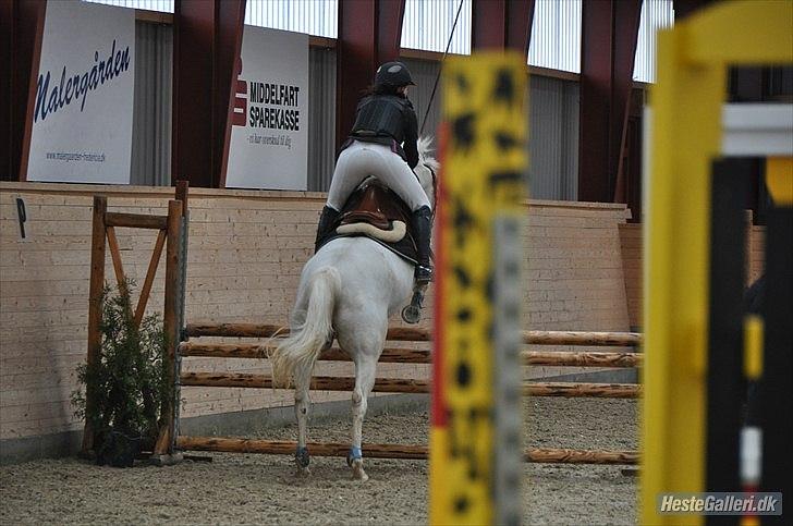 Anden særlig race SILVER - solgt billede 12