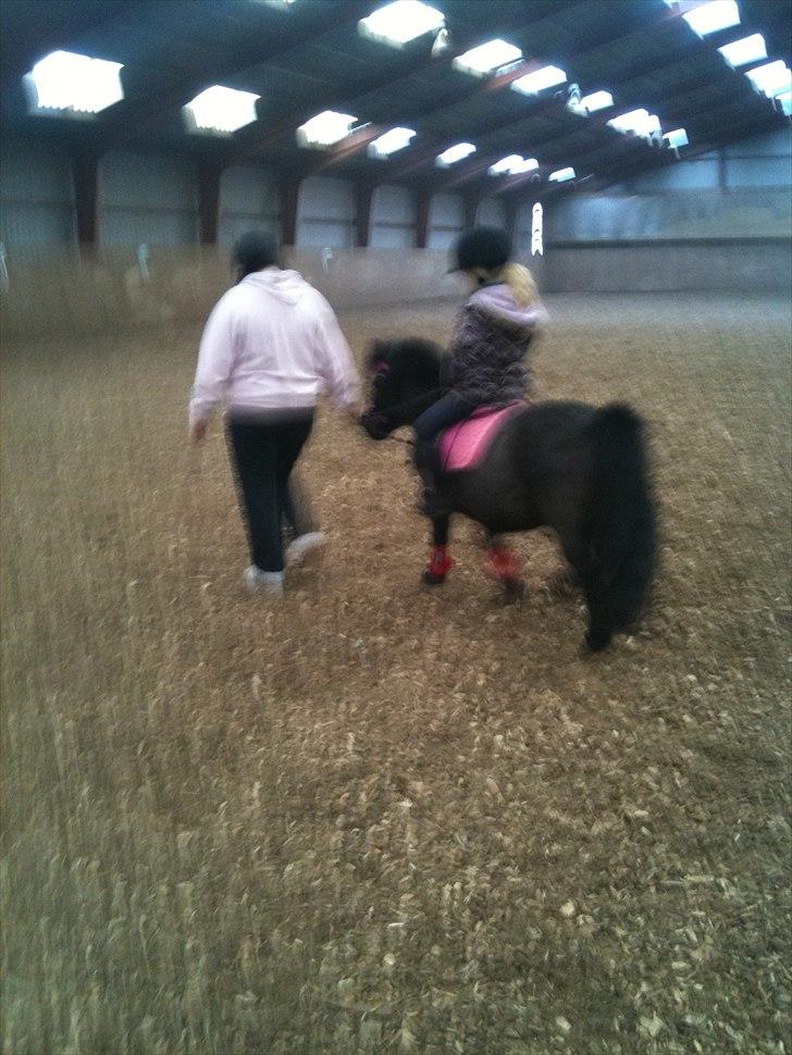 Shetlænder Bella - Trine ude og ride på bella første gang... billede 11