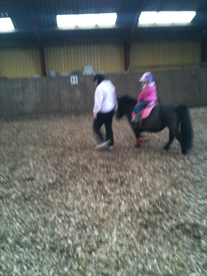 Shetlænder Bella - Tulle var også ude og ride... kunne selv komme op og ned... billede 12