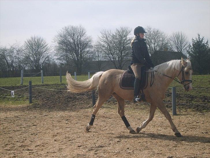 Palomino Movie Box billede 17