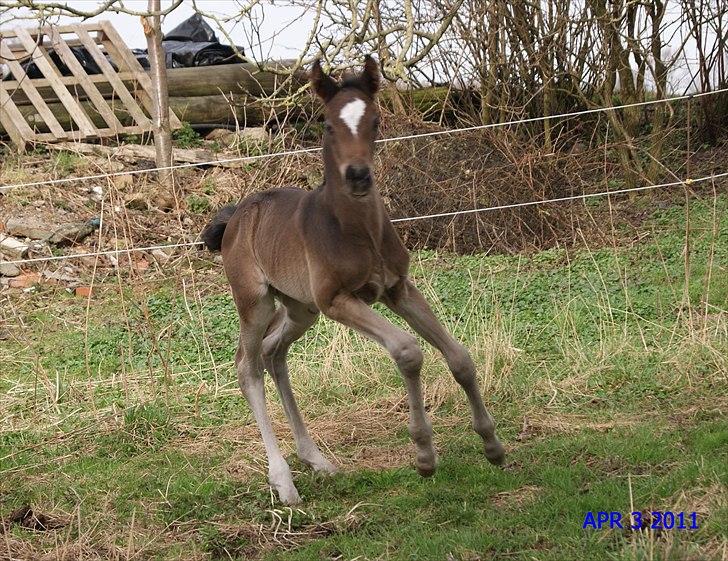 Dansk Varmblod Cording's Largo Master - 1 uge gammel :-) billede 10