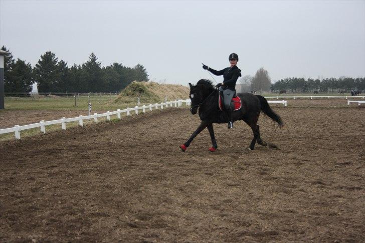 Anden særlig race Arkiball B-pony! solgt.  - og nej jeg pisker den ikke, men er ved at flytte pisken i den anden hånd. :)  billede 14