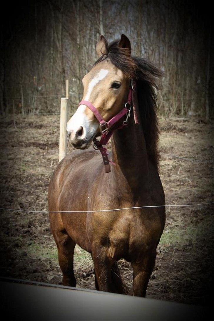 Anden særlig race Bjerrebogaards Candy billede 8