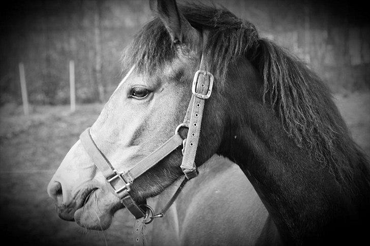 Anden særlig race Bjerrebogaards Candy billede 13