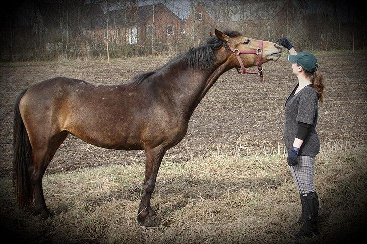 Anden særlig race Bjerrebogaards Candy billede 14
