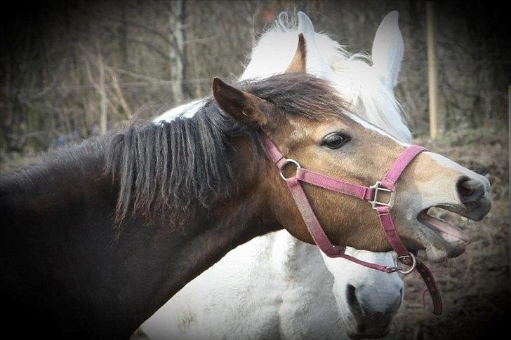 Anden særlig race Bjerrebogaards Candy billede 15