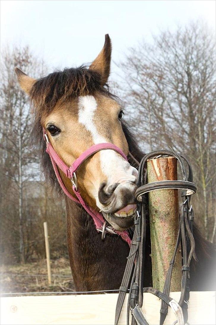 Anden særlig race Bjerrebogaards Candy billede 16