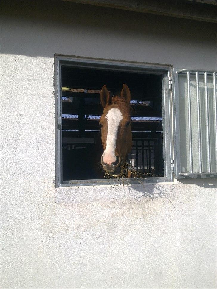 Dansk Varmblod Wenezia (Tulle) R.I.P billede 4