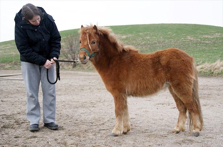 Dansk Miniature Olympias Darling Delaila - d. 3 april lidt opstilling på banen, farligt sted.  billede 3