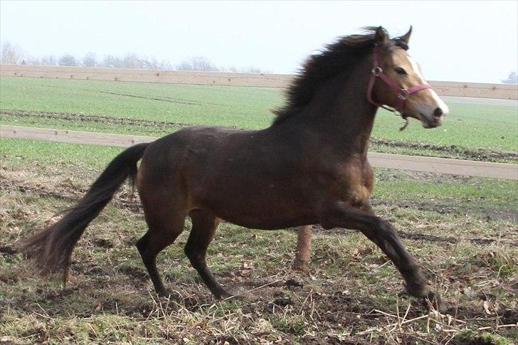 Anden særlig race Bjerrebogaards Candy billede 17