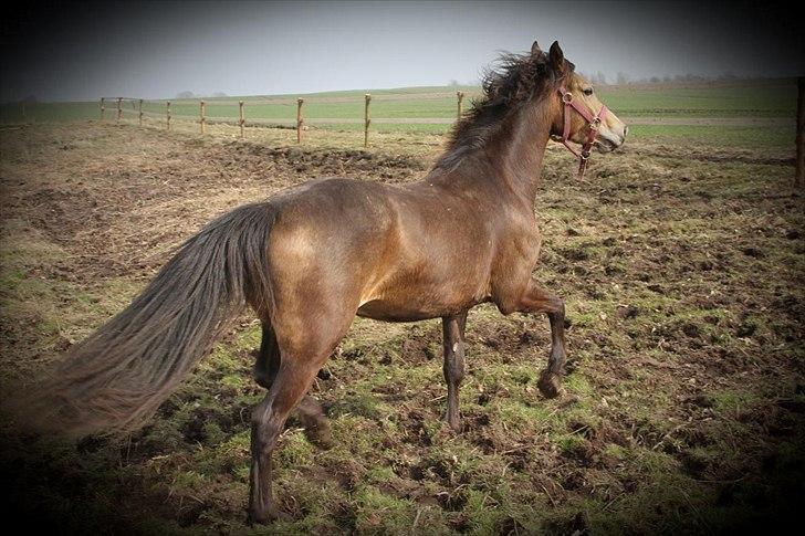 Anden særlig race Bjerrebogaards Candy billede 18