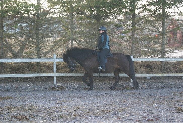 Islænder Djákni frá Enni SOLGT billede 12