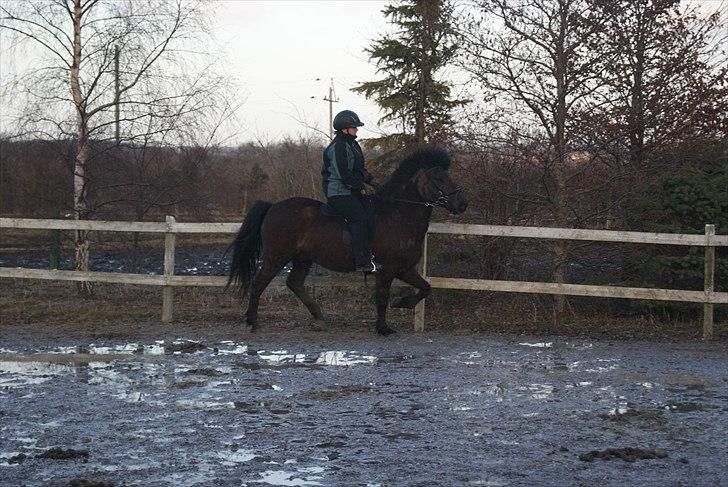 Islænder Djákni frá Enni SOLGT billede 14