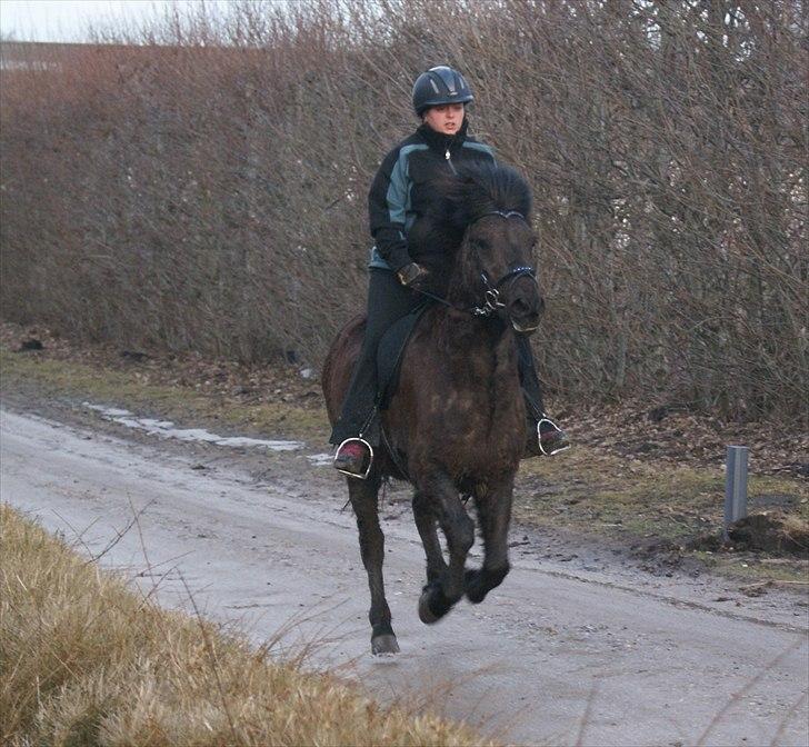 Islænder Djákni frá Enni SOLGT billede 15
