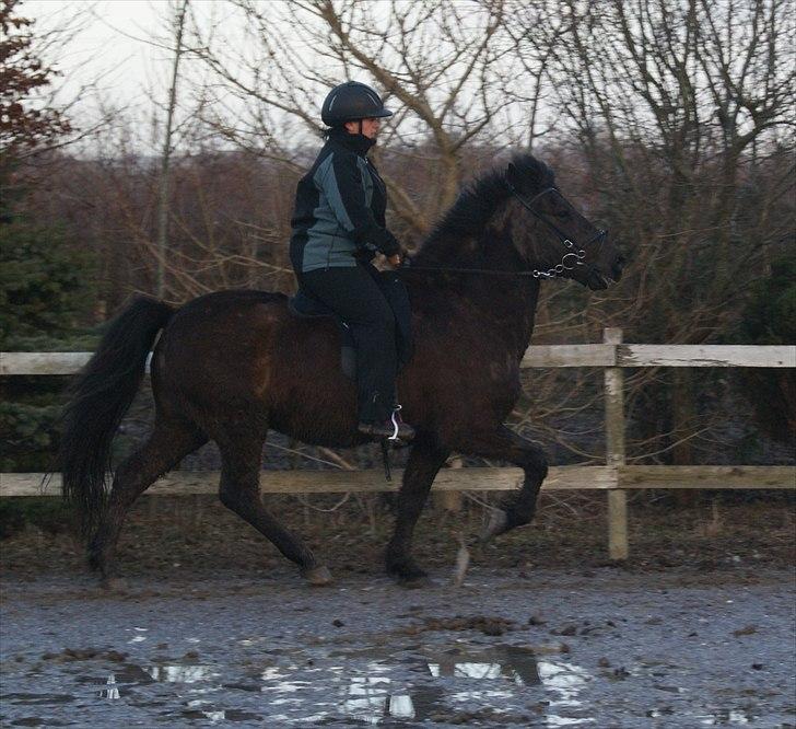 Islænder Djákni frá Enni SOLGT billede 16
