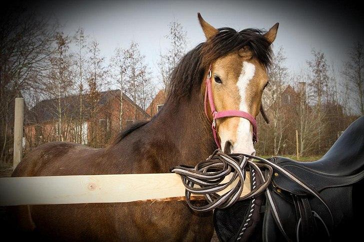 Anden særlig race Bjerrebogaards Candy billede 19