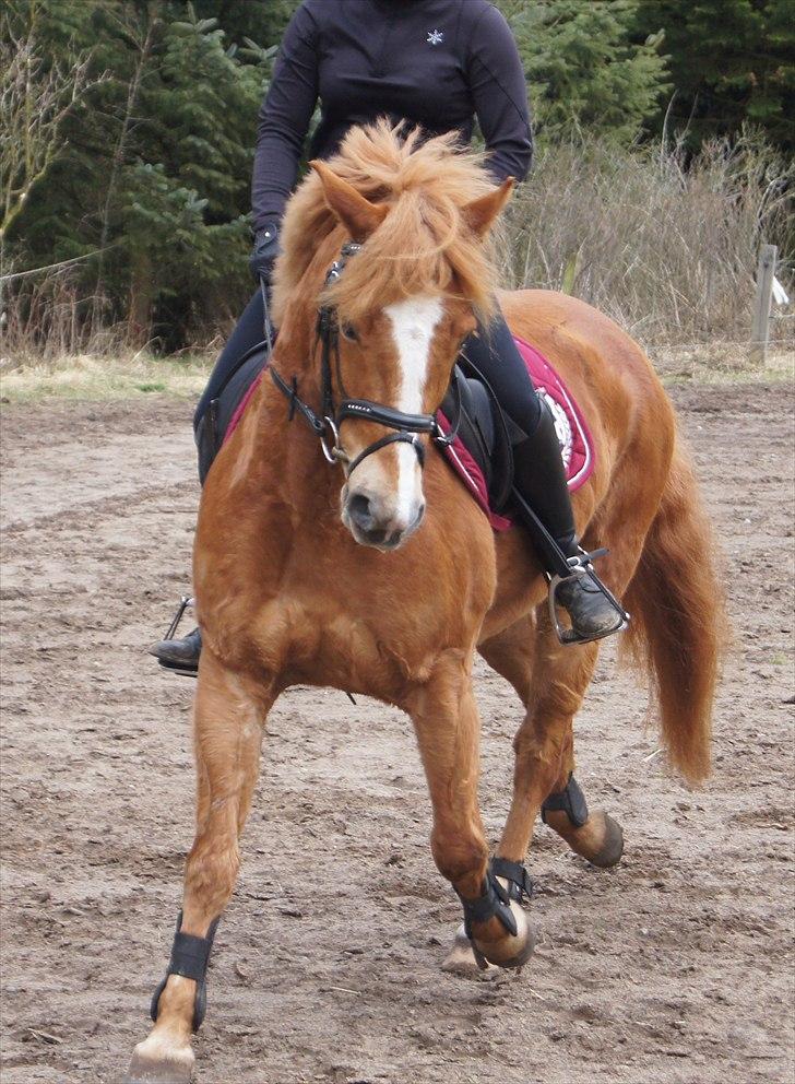 Anden særlig race Ning billede 11