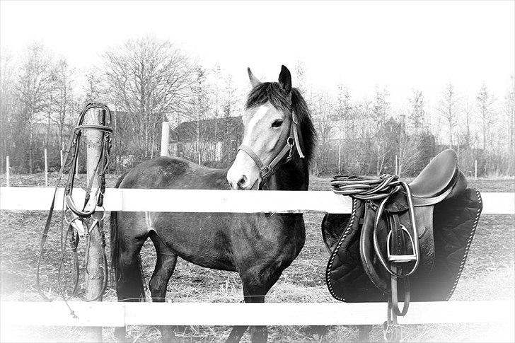 Anden særlig race Bjerrebogaards Candy billede 20