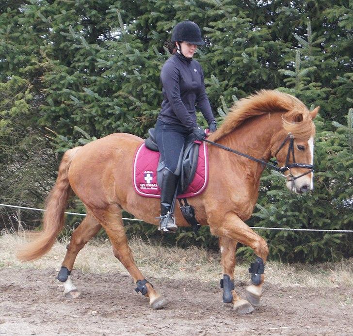 Anden særlig race Ning billede 10