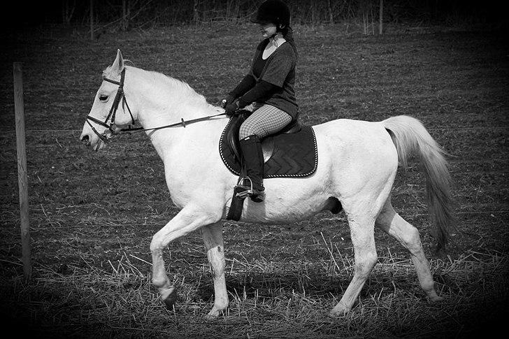 Shagya Araber (SH) Faisal billede 18