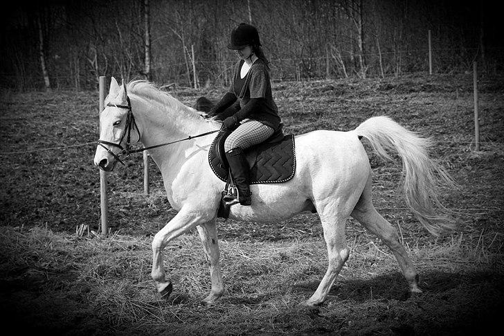 Shagya Araber (SH) Faisal billede 19