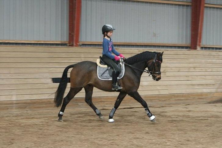 DSP Moonjam´s Mr. Sunshine billede 13