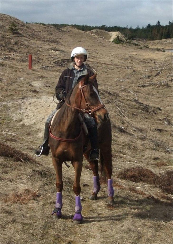 Standardbred Ona Cezz billede 10