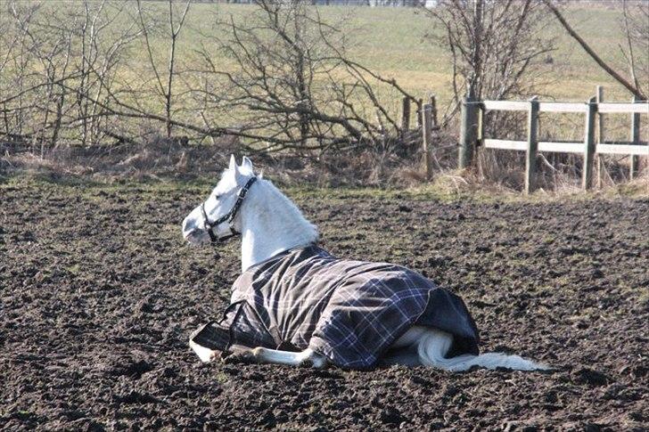 Anden særlig race Savannah - Prinsessen nyder folden. Foto: Berit Krintel. billede 11