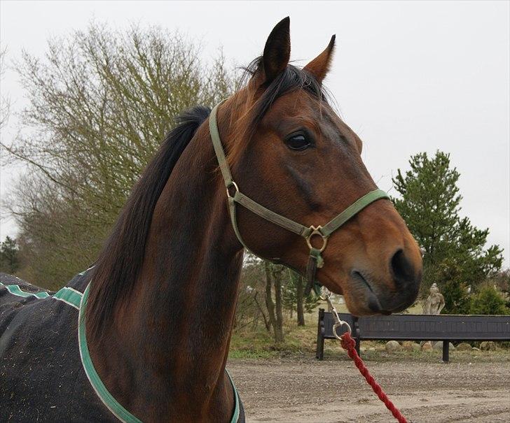 Traver Kanonis Lobell - Kanonis.  billede 1