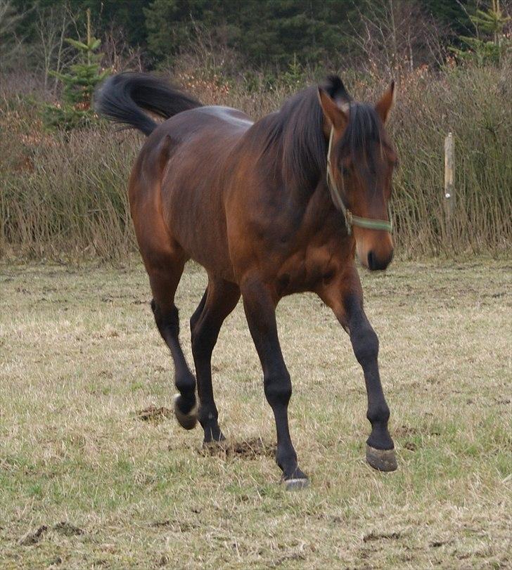 Traver Kanonis Lobell - Kanonis.  billede 5