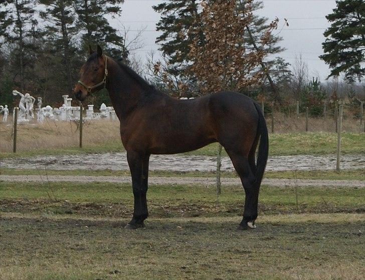 Traver Kanonis Lobell - Kanonis.  billede 6