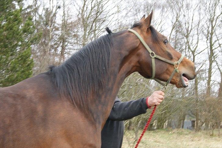 Traver Kanonis Lobell - Hej hingst.  billede 7