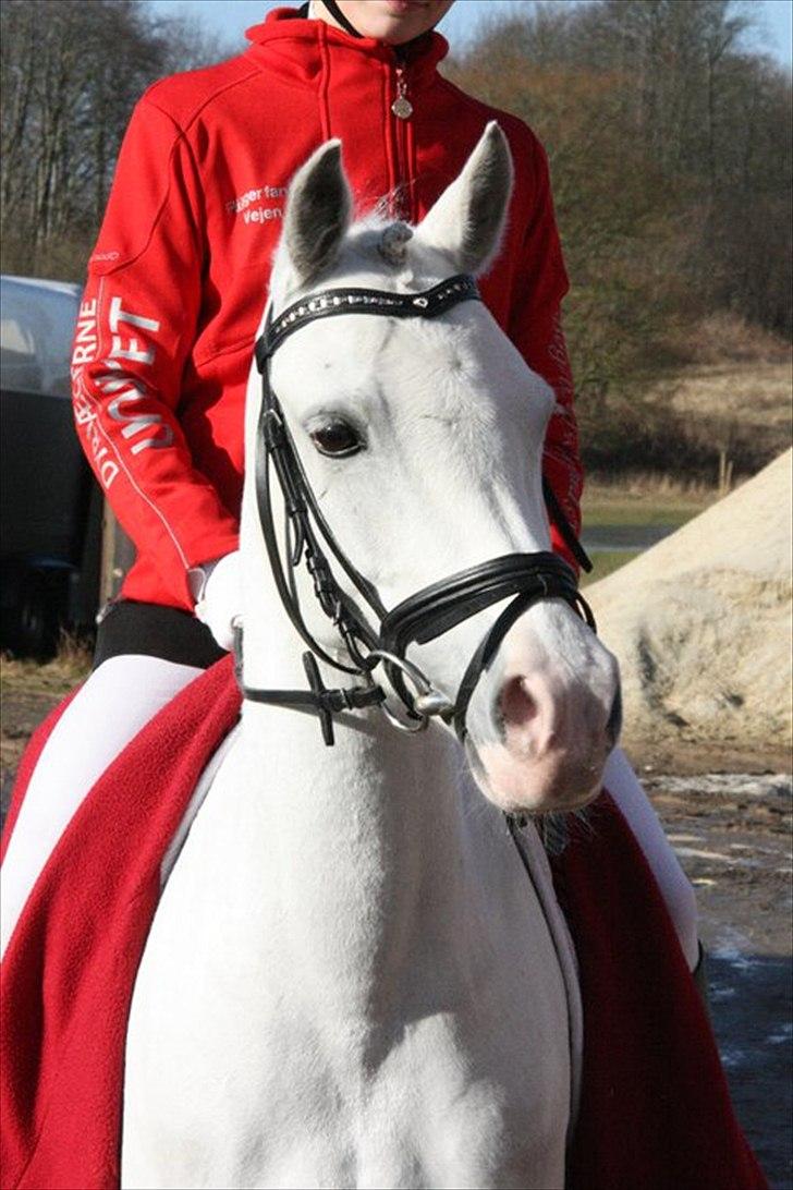 Anden særlig race Savannah - Stævne på ladelund.
Verdens smukkeste pony, du er gudemuk prinsesse! billede 1