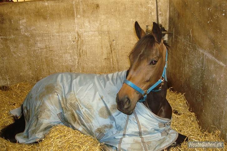 Anden særlig race Chiquita *Bananen* - Lille Trætte hyppe :-) billede 16