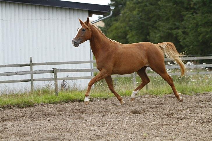 Sportsaraber (A) Selina - Trav,,, LÆKKER! billede 5
