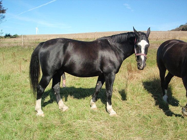 Oldenborg Chivas Regal - Fra september 2010 billede 12