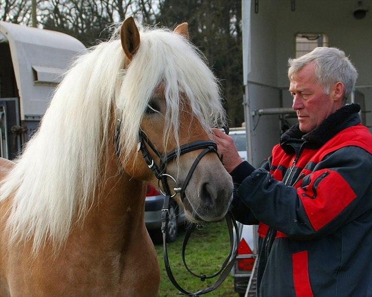 Haflinger Nickleback (Notting Hill) billede 5
