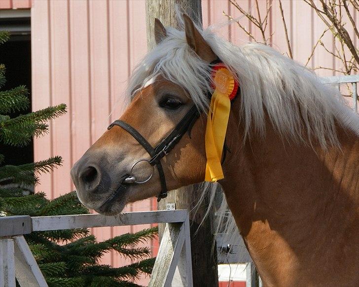 Haflinger Nickleback (Notting Hill) billede 8