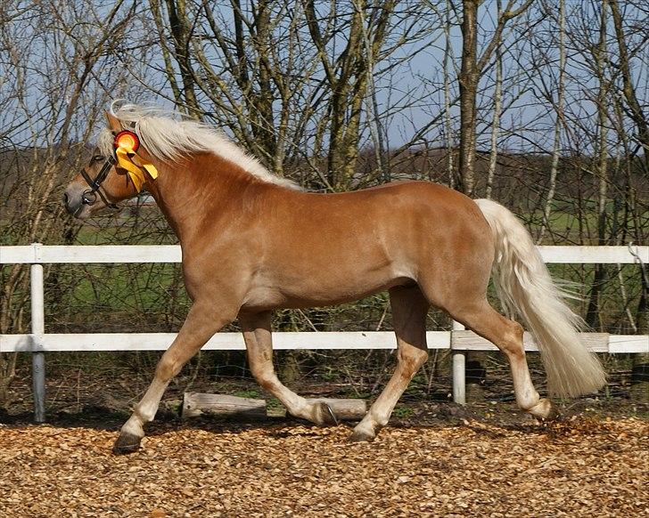 Haflinger Nickleback (Notting Hill) billede 9