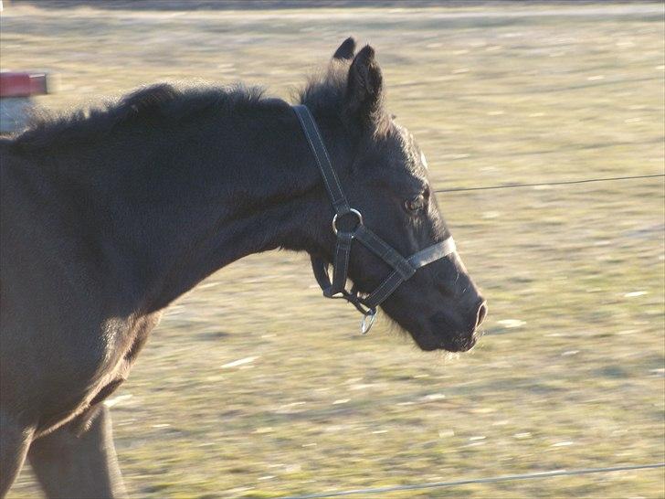 Anden særlig race Wing mann billede 8