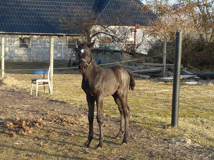 Anden særlig race Wing mann billede 9