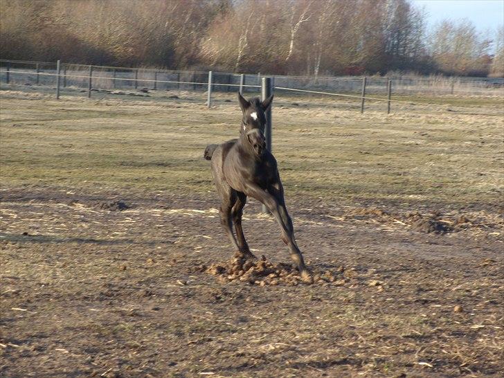 Anden særlig race Wing mann billede 10