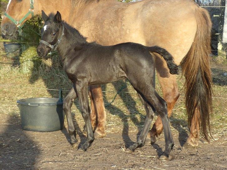 Anden særlig race Wing mann billede 11