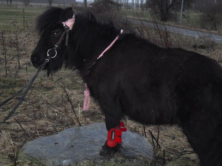 Shetlænder mulle *passer* billede 16