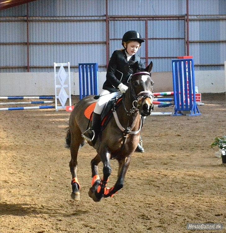 Welsh Cob (sec D) Vlietstede Brilliant Idris - Taget af Maiken Madsen!
HØJRIS billede 12